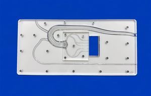 modello vascolare di arterie coronarie 1