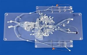 modello vascolare di arterie coronarie 1