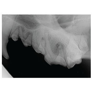 sistema di radiografia veterinaria digitale 1