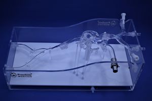 modello vascolare di seno nasale