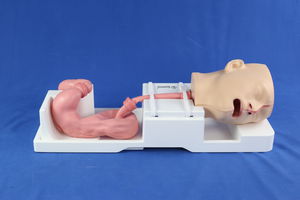modello anatomico di seno nasale