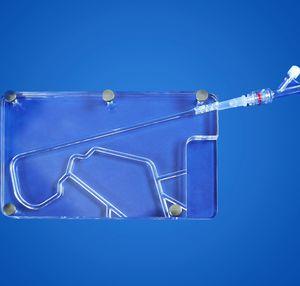 modello anatomico di vasi sanguigni 1