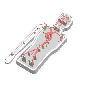 modello vascolare intracranico 1