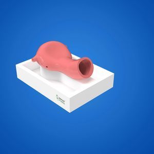 modello anatomico uretere
