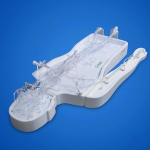 modello vascolare di arteria femorale 1
