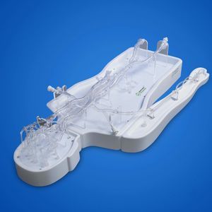 modello vascolare di carotide interna