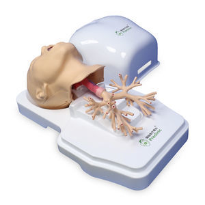 modello anatomico di apparato respiratorio