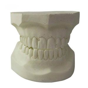 modello anatomico odontoiatrico