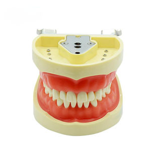 modello anatomico di dentatura