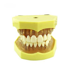 modello anatomico di dentatura