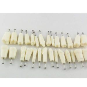 modello anatomico di denti 1