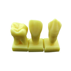 modello anatomico di denti