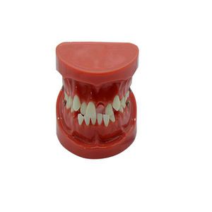 modello anatomico di dentatura