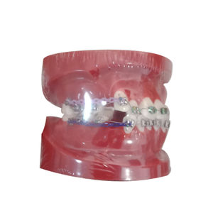 modello anatomico di dentatura 1