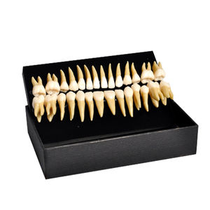modello anatomico di denti 1