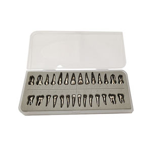 modello anatomico di denti 1