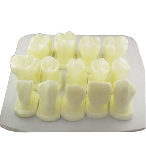 modello anatomico di denti 1