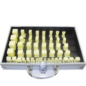 modello anatomico di denti 1