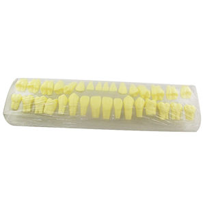 modello anatomico di denti 1