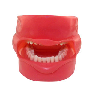modello anatomico odontoiatrico