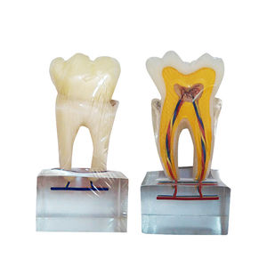 modello anatomico di denti