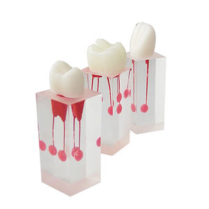 modello anatomico midollare