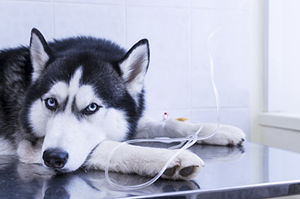 set di infusione intravenoso veterinario