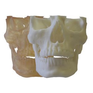 modello anatomico di cranio