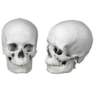 modello anatomico di cranio