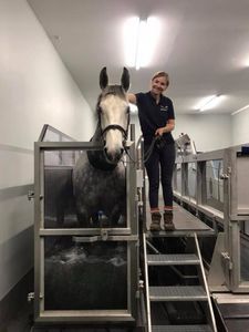 spa per animali per equini