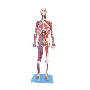 modello anatomico di corpo intero