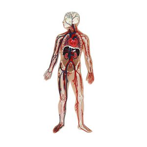 modello anatomico di corpo intero