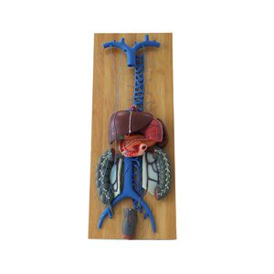 modello anatomico di vena