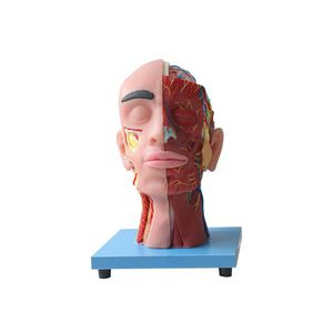 modello anatomico facciale