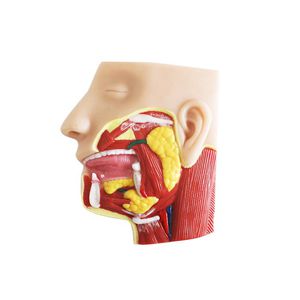 modello anatomico facciale 1