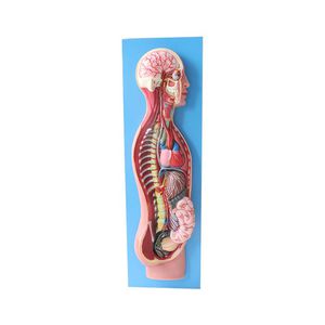 modello anatomico di sistema nervoso simpatico 1