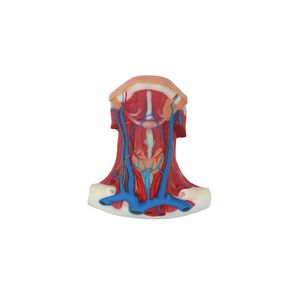 modello anatomico di arteria