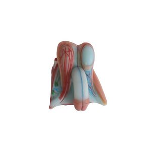 modello anatomico di organi genitali maschili 1