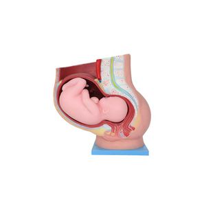 modello anatomico pelvico 1