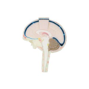 modello anatomico di cervello 1