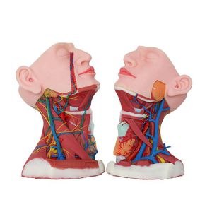 modello anatomico di collo 1