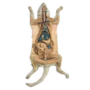 Modello Anatomico Maiale 4D - 19 Organi Staccabili, Dimensioni 15.6x8.8 Cm, Materiale Atossico, Per Studio E Didattica