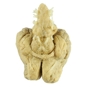 modello anatomico di cervello 1
