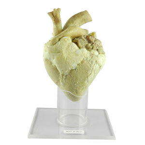 modello anatomico di cuore 1