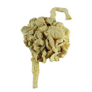 modello anatomico di intestino tenue 1