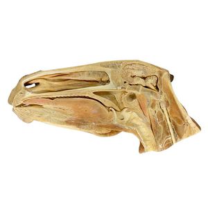 modello anatomico di testa 1