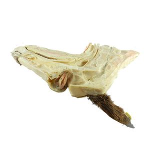 modello anatomico di testa 1