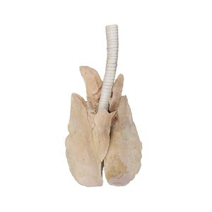 modello anatomico di polmone 1