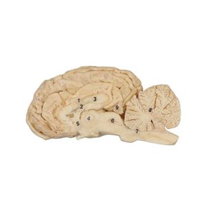 modello anatomico di cervello 1