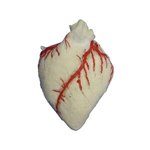 modello anatomico di cuore 1